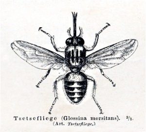 Abb. 3 Tsetsemeyers1880